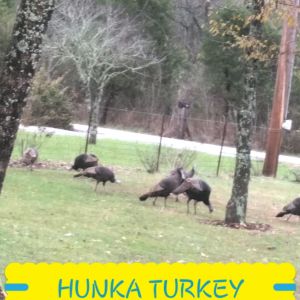 Hunk wild turkeys