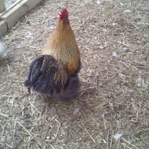 Mack the rooster and Lizzy the hen. Batnam Cochins