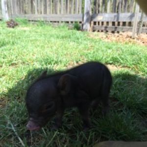 Honey 3 weeks old