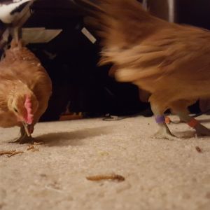 My 2 month old chicks enjoying some meal worms. They are inside still due to it being winter.