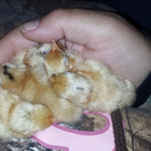 My little chicks, born Nov 15th.