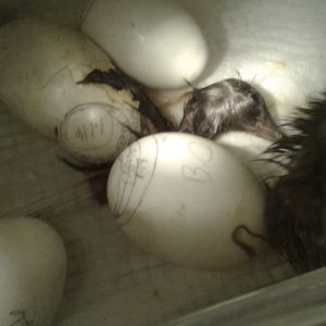 the 1st and 2nd hatched