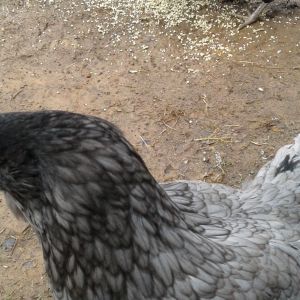 I hatched this hen, "Sweetpea Wee"   She is a sweet independent hen.  Australorp over my Splash EE