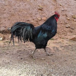 "Mr. Green Jeans"  My very productive Australorp Rooster