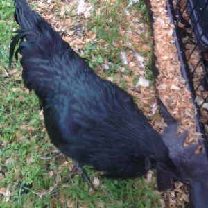 Young rooster's green plumage