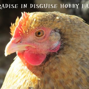 Paradise in Disguise Hobby Farm Logo