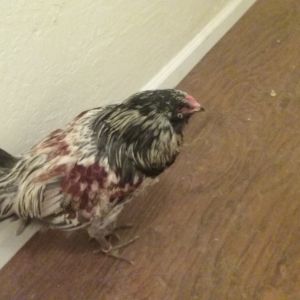 My EE (Easter Egger) Farkle my other Rooster.