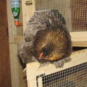 My favorite Lemon Blue pullet from last summer's hatches.  She is the sweetest hen and is always looking for attention.