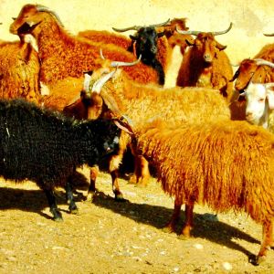 Azerbaijan goat