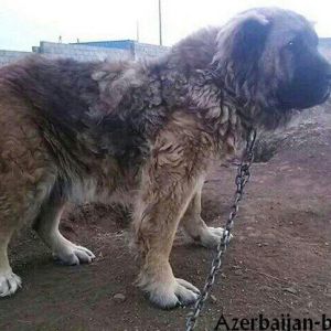 Azerbaijan breed