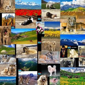 Azerbaijan mastiff