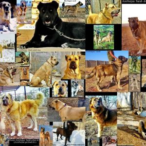 Azerbaijan sarab dog