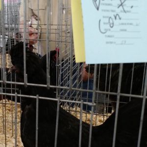 Best Continental, Missouri State Poultry Association Show April 2015