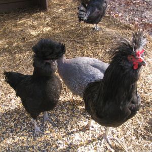 Young Crevecoeur pullet and cockerel with their shy guinea friend.