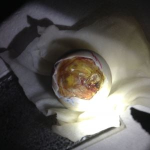 Unpiped Pekin duck egg, day 30, still chirping