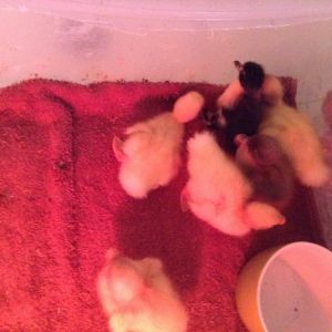 Pekin and Pekin mix ducks, 1 day old. The black/white is weak and does not want to stay in cup