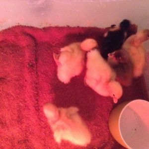 Pekin and Pekin mix ducks, 1 day old.  The weak black/white does not want to stay in cup