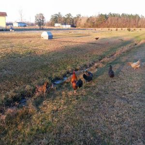 Free ranging happy peckers