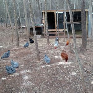 Going to have to rename this flock.  We sold pig.  Too much trouble.  Chickens seem happy about it.