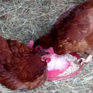 Came and opened hen house on Monday morning and one of large red hens had hurt leg.  Observed for awhile.  Looks like leg is hurt and not foot.  Since then she has been using one leg and flying/fluttering to and from coop.  She is still eating and drinking.  Not sure what happened.