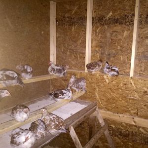 Little Flowers in the grow-out pen.