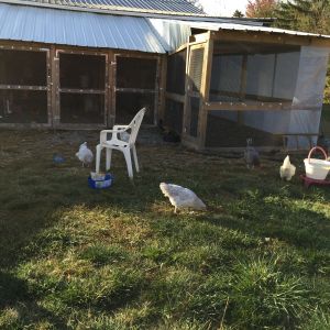 This last pen is our grow-out pen. 
Coop is 10 x 10 run is 10 x 30