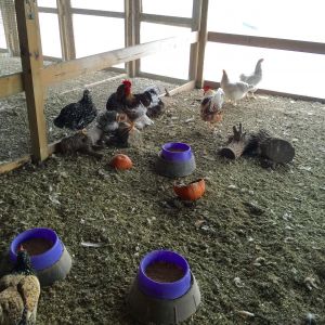 Swedish Flower Hens toasty warm this winter.