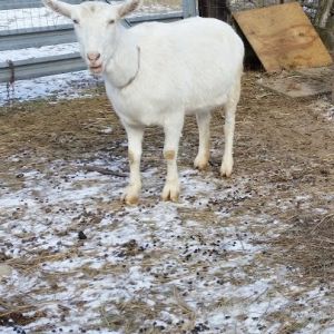 Nanny 5 year old Saanen