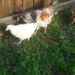 My Rooster Farkle and his hen Sandee