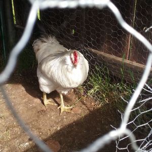 This is Peep Peep whom I thought was a hen, to my surprise she started crowing lol. So she's a he, he's an Easter Egger.