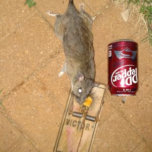 Rats are a constant battle.  Put the Dr. Pepper can in pic for perspective.  Got this one not 30 minutes after I put out trap tonight.