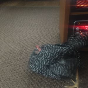 Awkwardly sleeping in front of our space heater (wearing her diaper for one of the first times)