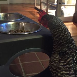 She discovered the dog's dish- which sometimes has leftover food in it.