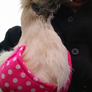Larry didn't like her pink harness but the rest of the flock loved it.