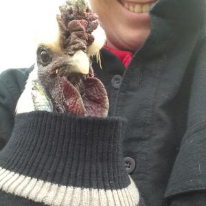 Moe didn't like his sweater. I set him down and he was right out of it in 2 seconds flat.