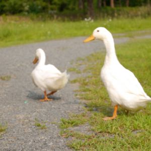 Front Duck: Captain. Recently was a victim of a coyote
Back Duck: Buddy. Still alive