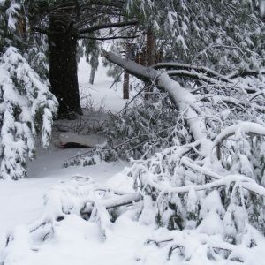 ice storm 2016