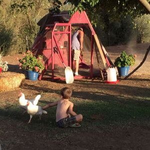 Helping with chores- tending the hens for Papa.