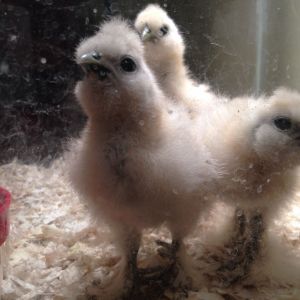 New silkie chicks!