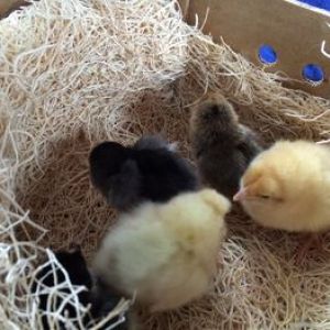 Chicks fro MPC, summer 2015 

SO CUTE!!!!!