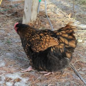 gold laced hen