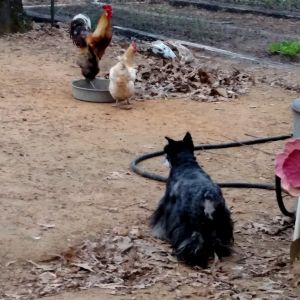 Chicken chaser.  Mattie - miniature schnauzer.  She can't see a thing but has a good sniffer.  She gives the birds trouble when she's out.