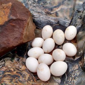 Gathered these eggs that have been laid since last week.  Gotta get the nesting area reworked and hens on nests.  They have been laying outside for the last few weeks.