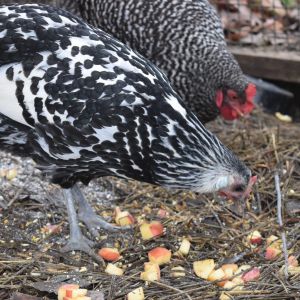 Dots says apples are her favorites.