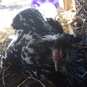 "You can never not take a dust bath, mom"