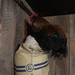 Tut and "Little One" found an unconventional roosting spot