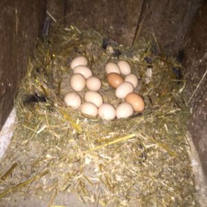 One of the broody hens abandoned her nest at day 19