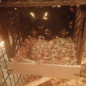 2nd egg