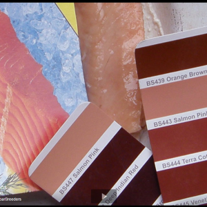 English Sues Salmon photo