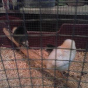 the chicks using their first perch ever lol
 ?;~)$